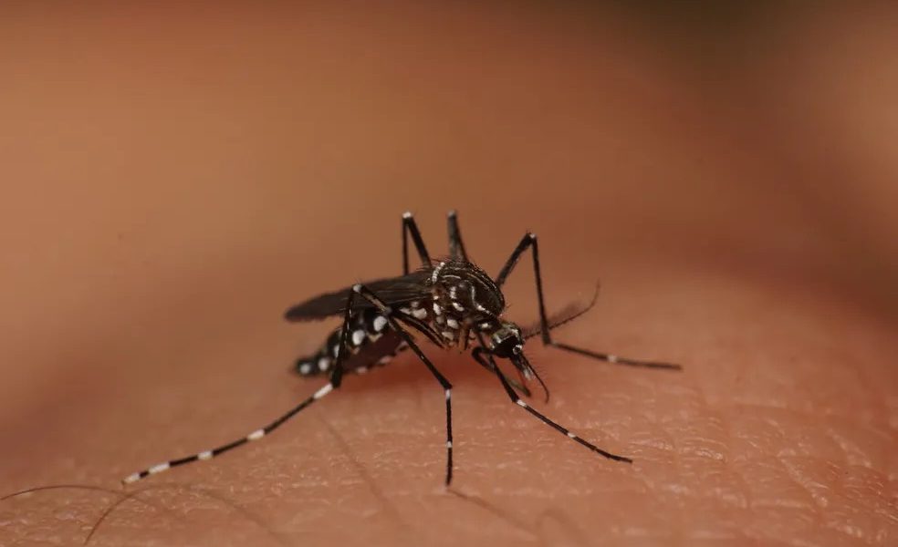Alerta Em São Paulo: Mortes Por Dengue Sobem Para 17