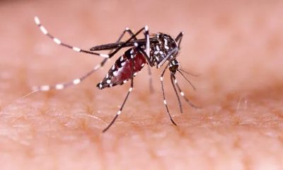 Como Identificar Se Você Teve Dengue Sem Sintomas: Um Guia Prático