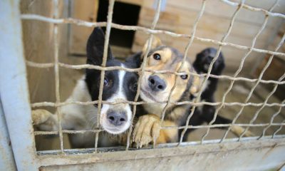 Humanização Do Ambiente Prisional: Conselho Nacional Aprova Canis E Gatis Em Presídios Para A Ressocialização Dos Detentos