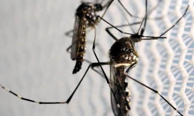 Apenas Três De 43 Cidades Em Risco De Epidemia Na Bahia Recebem Vacinas De Dengue: Encontros De Autoridades Delineiam Estratégias Futuras