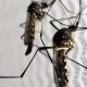 Apenas Três De 43 Cidades Em Risco De Epidemia Na Bahia Recebem Vacinas De Dengue: Encontros De Autoridades Delineiam Estratégias Futuras