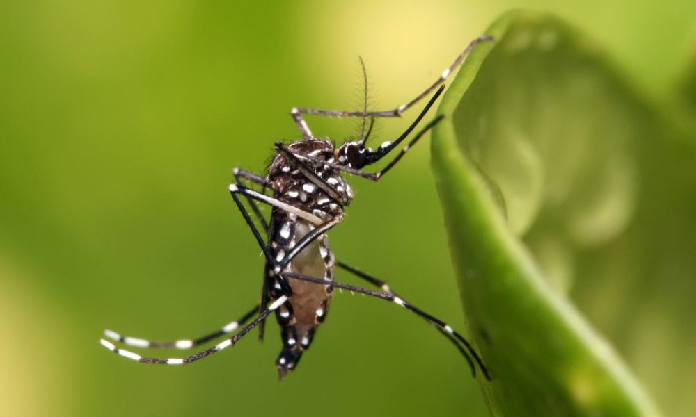 Alerta Na Bahia: Mortes Por Dengue Sobem Para 22