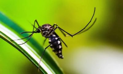 Bahia Anuncia Oitava Vítima Fatal De Dengue Este Ano
