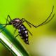Bahia Anuncia Oitava Vítima Fatal De Dengue Este Ano