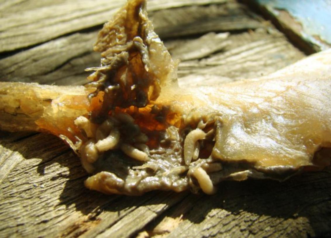 Larvas-Da-Mosca-Da-Bicheira