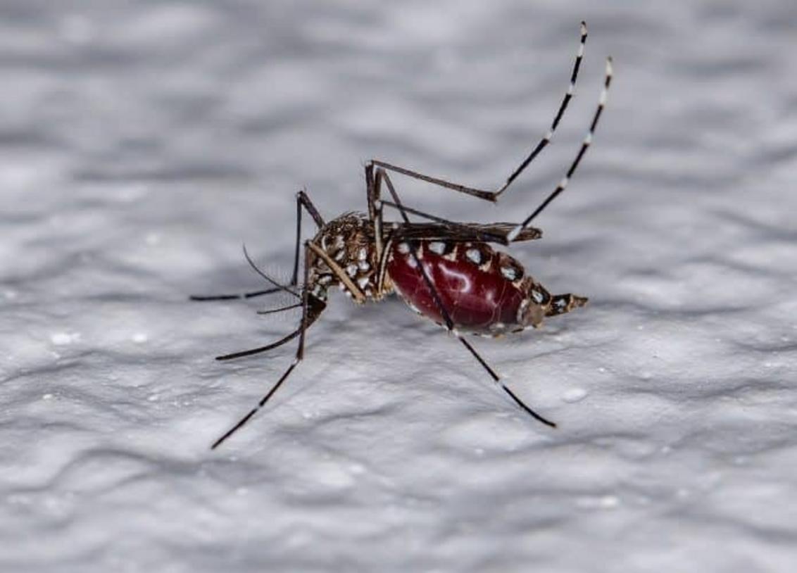 Dengue