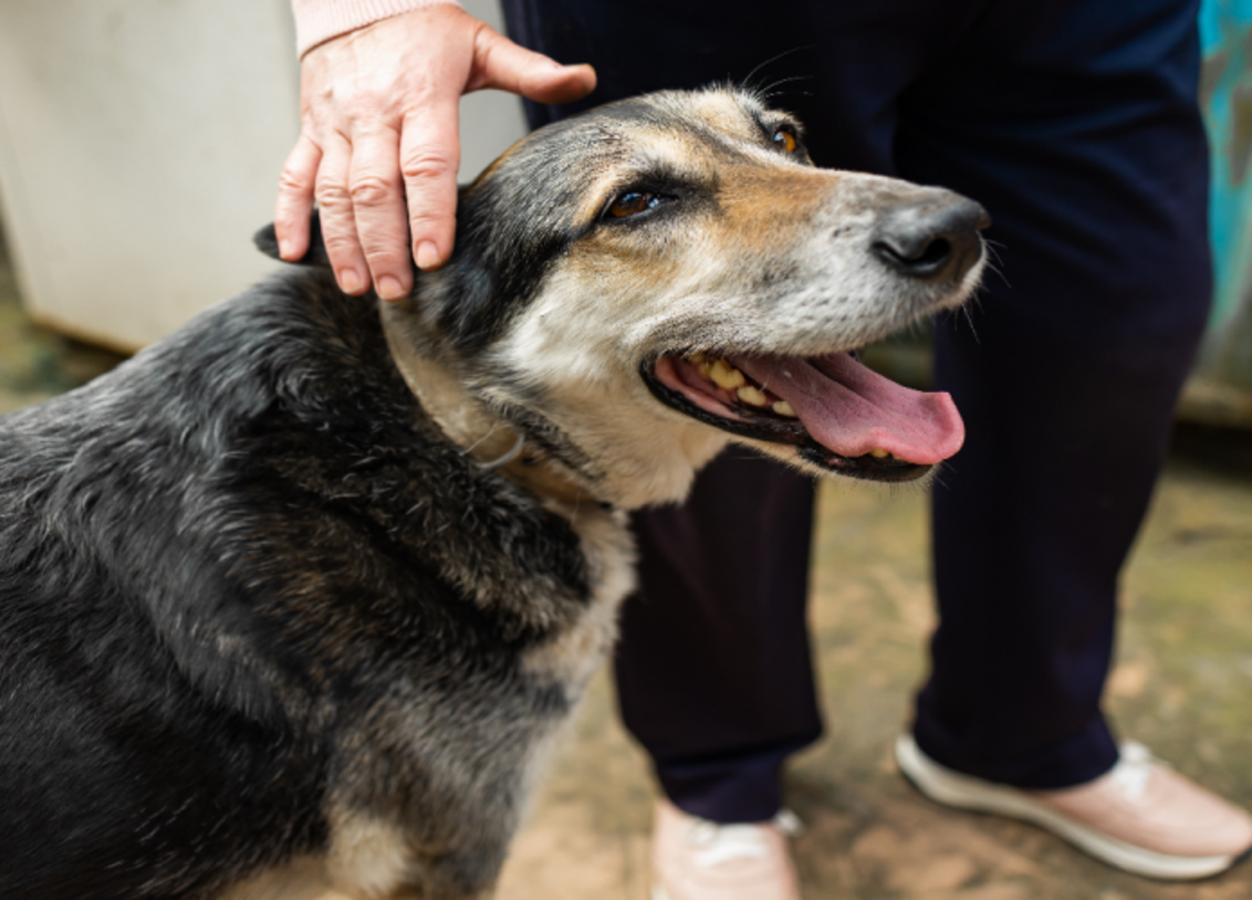 Cães