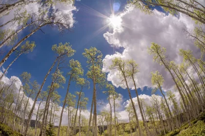Pando, O Maior Organismo Vivo Do Mundo, É Também O Mais Antigo, Segundo Uma Novapesquisa. Crédito: Danita Delimont - Shutterstock