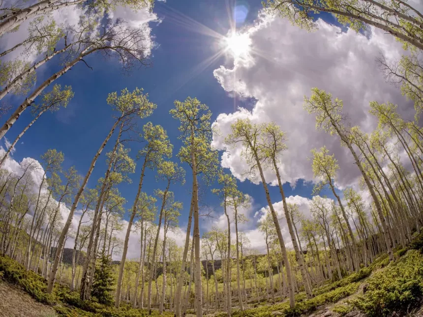 Pando, O Maior Organismo Vivo Do Mundo, É Também O Mais Antigo, Segundo Uma Novapesquisa. Crédito: Danita Delimont - Shutterstock
