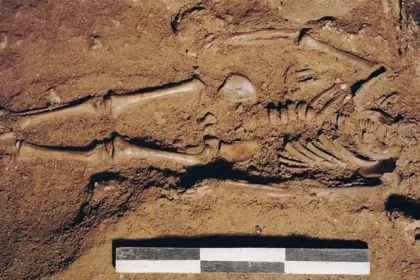 Fóssil Descoberto Em Grotta Delle Mura, No Sul Da Itália. Crédito: Higgins,O.a., Modi, A., Cannariato, C. Et Al.