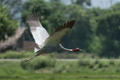 Imagem: Ganga Raj Sunuwar/Shutterstock