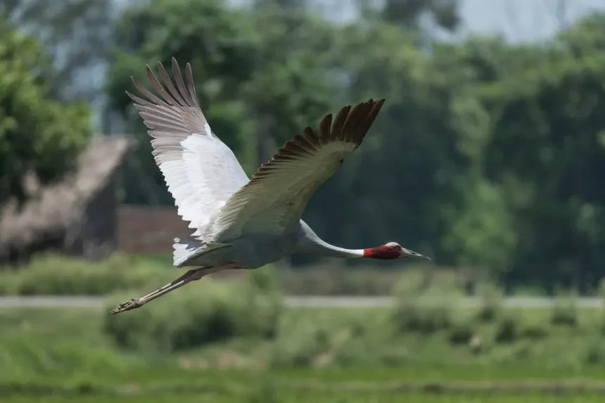 Imagem: Ganga Raj Sunuwar/Shutterstock