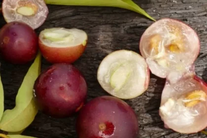 Camu-Camu Tem Mais Vitamina C Que A Laranja (Reprodução: Juerginho/Shutterstock)