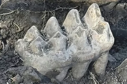 Fóssil De Mastodonte Descoberto Em Quintal. Crédito: Museu Do Estado De Novayork