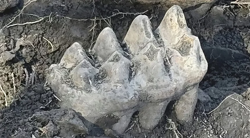 Fóssil De Mastodonte Descoberto Em Quintal. Crédito: Museu Do Estado De Novayork