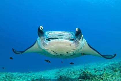 Imagem: Shairaa/Shutterstock