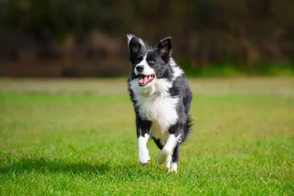 Imagem: Pic Media Aus/Shutterstock
