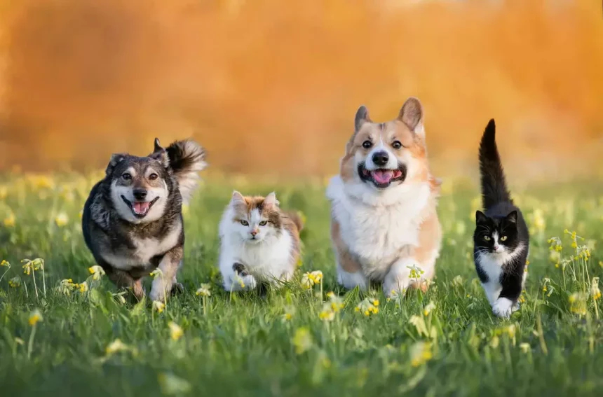 Imagem: (Bachkova Natalia/Shutterstock)