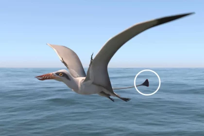 Renderização 3D De Um Pterossauro Rhamphorhynchus Muensteri Voando Raso Sobre O Mar. Crédito: Oleg Kuznetsov - 3Depix, Sob Licença Creative Commons