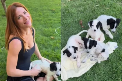 Giovanna Ewbank Informou Que Cachorros Foram Abandonados Perto Da Casa Para Descanso Que Tem Com O Marido, Bruno Gagliasso (Reprodução Instagram)