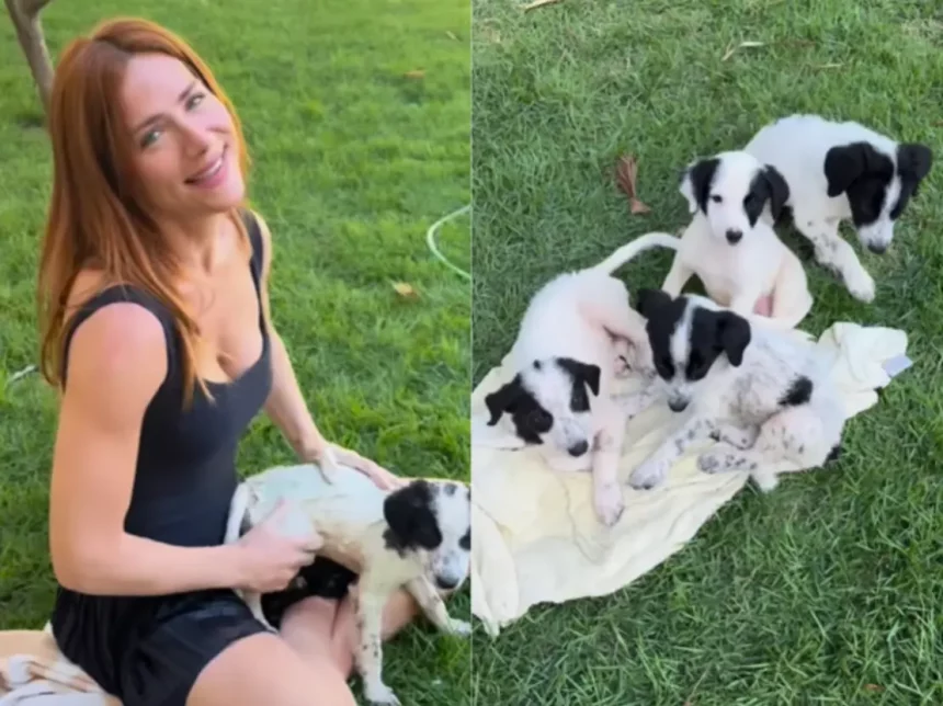 Giovanna Ewbank Informou Que Cachorros Foram Abandonados Perto Da Casa Para Descanso Que Tem Com O Marido, Bruno Gagliasso (Reprodução Instagram)