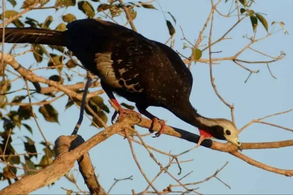 Pássaro Cajubi Em Cima De Um Galho De Árvore (Crédito: Foto: Brendan Report Em Animaliabio)