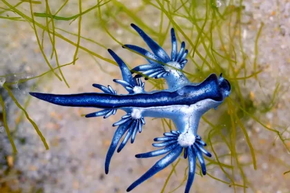 (Imagem: Sahara Frost / Shutterstock.com)