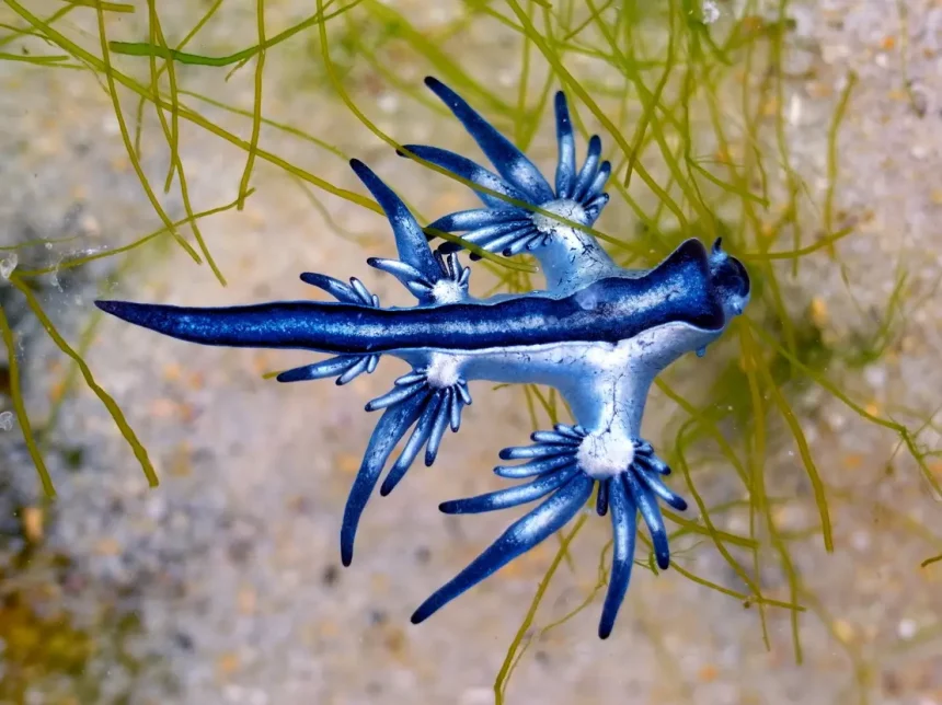 (Imagem: Sahara Frost / Shutterstock.com)