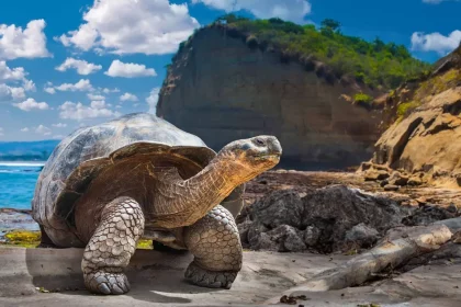 Tartaruga-Gigante-De-Galápagos (Imagem: Fotogrin / Shutterstock.com)