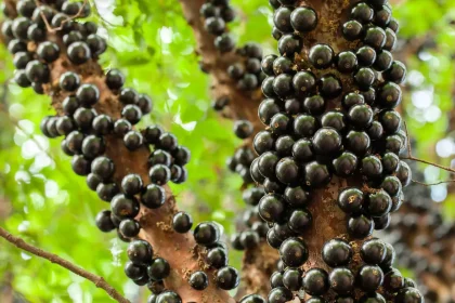 Imagem: Tacio Philip Sansonovski/Shutterstock