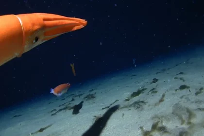 Imagens Raras Mostram Beleza Do Oceano Gelado (Imagem: Reprodução/Youtube/Minderoo-Uwa Deep-Sea Research Centre)