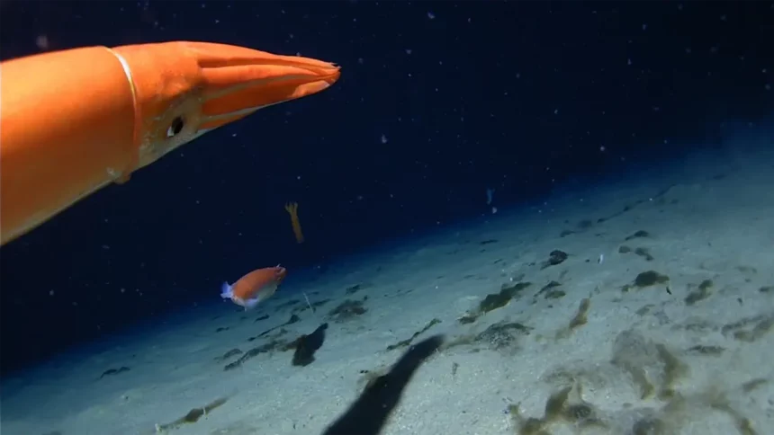 Imagens Raras Mostram Beleza Do Oceano Gelado (Imagem: Reprodução/Youtube/Minderoo-Uwa Deep-Sea Research Centre)