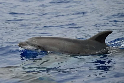 Delle É Um Golfinho-Nariz-De-Garrafa Macho, Parecido Com O Desta Foto, Que Vive Sozinho Em Um Canal No Mar Báltico (Reprodução: Abi'S Photos/Shutterstock)