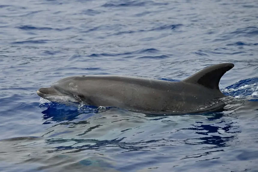 Delle É Um Golfinho-Nariz-De-Garrafa Macho, Parecido Com O Desta Foto, Que Vive Sozinho Em Um Canal No Mar Báltico (Reprodução: Abi'S Photos/Shutterstock)