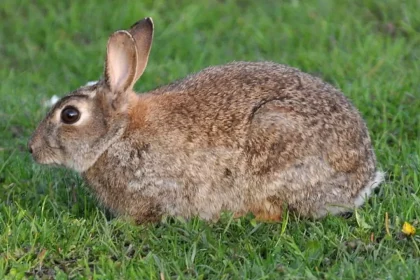 Coelho-Europeu (Oryctolagus Cuniculus) / Crédito: Aiwok (Wikimedia/Reprodução)