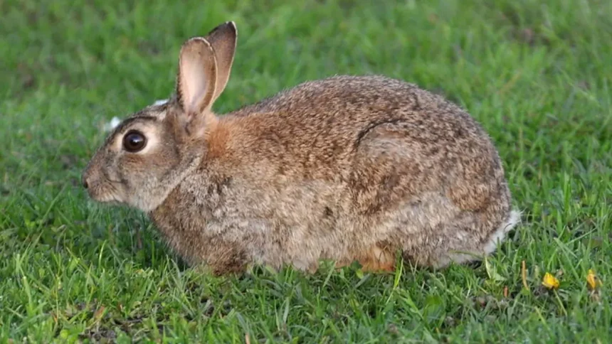 Coelho-Europeu (Oryctolagus Cuniculus) / Crédito: Aiwok (Wikimedia/Reprodução)