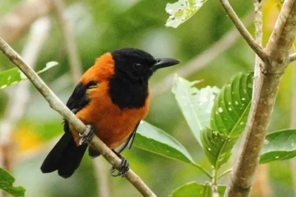 Pitohui Encapuzado: Conheça O Pássaro Venenoso Que Pode Levar Um Adulto À Morte. (Imagem: Markuslilje/Inaturalist)