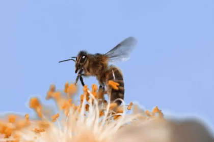 Abelha Pousando Em Uma Flor (Reprodução: Slowmotiongli/Shutterstock)