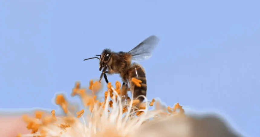 Abelha Pousando Em Uma Flor (Reprodução: Slowmotiongli/Shutterstock)