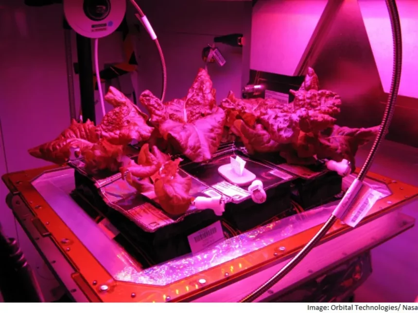 Plantação De Alface Romana Outredgeous No Advanced Plant Habitat, Um Laboratório Terrestre Controlado Que Faz Parte Do Projeto Plant Habitat-07. Crédito: Nasa