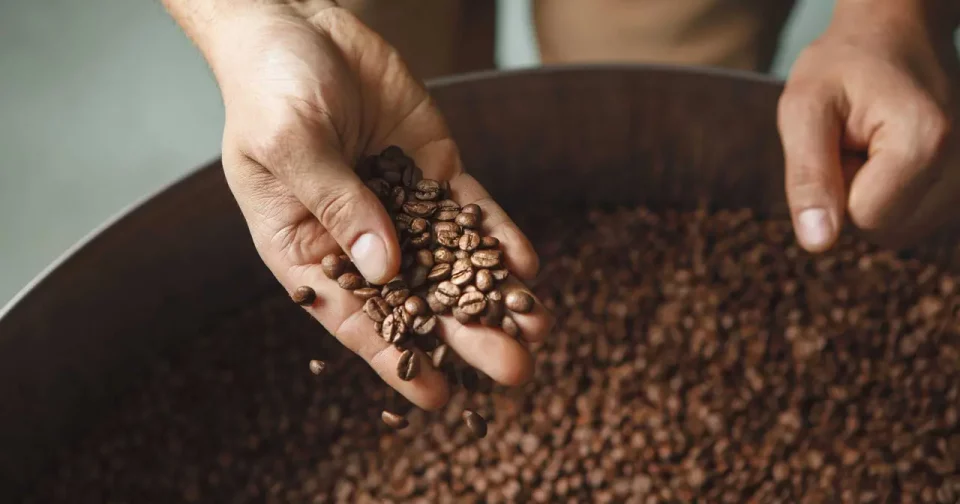 Grãos De Café/ Crédito: Ril21 (Shutterstock/Reprodução)