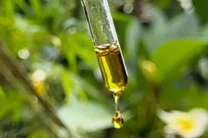 Planta Da Cannabis; Autocultivo Tem Que Ser Solicitado Via Judicial (Imagem: Thaís Pimenta)