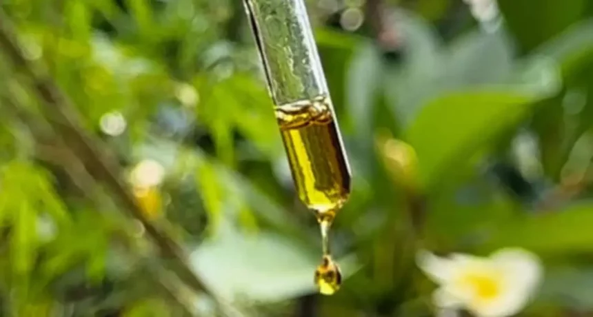 Planta Da Cannabis; Autocultivo Tem Que Ser Solicitado Via Judicial (Imagem: Thaís Pimenta)
