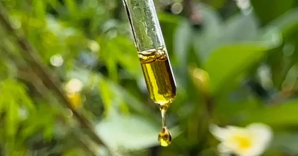 Planta Da Cannabis; Autocultivo Tem Que Ser Solicitado Via Judicial (Imagem: Thaís Pimenta)