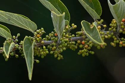 Um Tipo De Trema Micrantha (Imagem: Daniel Pineda Vera/Inaturalist/Cc By 4.0)
