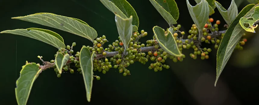 Um Tipo De Trema Micrantha (Imagem: Daniel Pineda Vera/Inaturalist/Cc By 4.0)