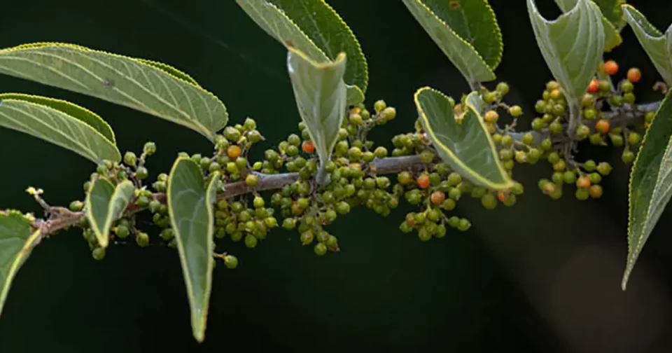 Um Tipo De Trema Micrantha (Imagem: Daniel Pineda Vera/Inaturalist/Cc By 4.0)