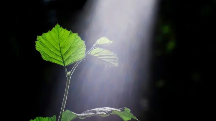 Crédito: Leenha11 (Shutterstock/Reprodução)