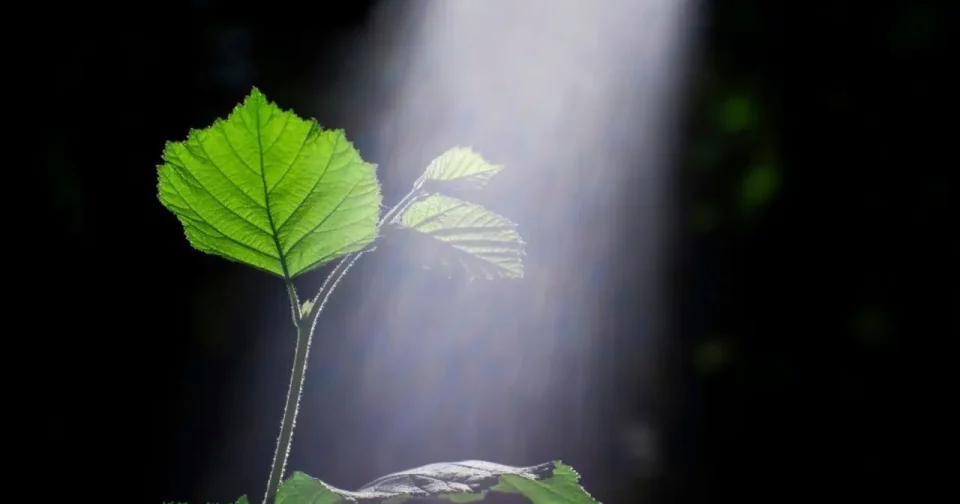 Crédito: Leenha11 (Shutterstock/Reprodução)