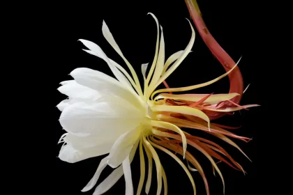 Flor-Da-Lua Com Um Fundo Preto (Imagem: Shamils/Shutterstock)